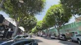 Whittier residents outraged over plan to remove ficus trees in historic district