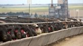 Bird flu has sickened dairy cows in Kansas, but 'milk supply remains safe,' USDA says