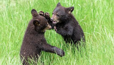 Orphaned Black Bear Cub Siblings Released Back Into Wild in Touching Video