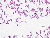 Bacillus