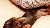 Dachshund insisting human must not stop petting has internet in stitches