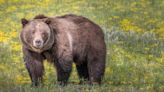 Wyoming Wrestler Jumps on Grizzly Bear to Save His Friend