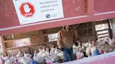 What’s More Deadly—a New H5N1 Flu or the Republican Party?