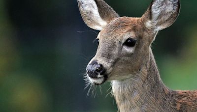 Pitt class recommends using sharpshooters to cull city's deer population