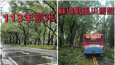 北市仁愛路樹木倒整片？ 公園處闢謠「蘇迪勒颱風舊照」：別轉傳