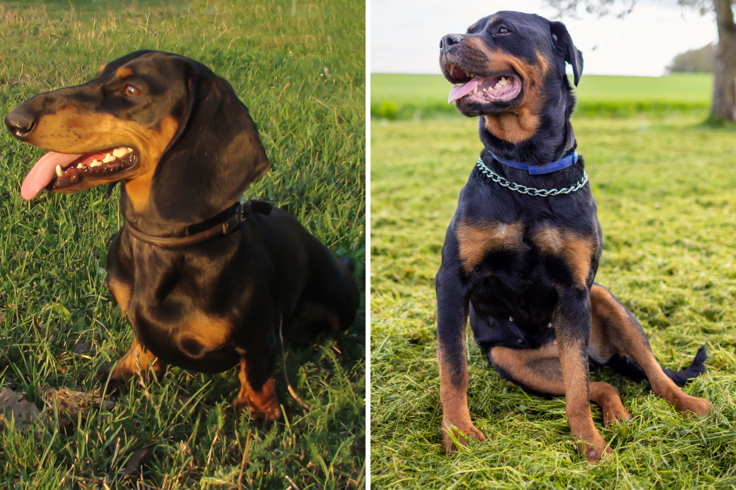 Dachshund, rottweiler have accidental litter: "Never seen anything like it"