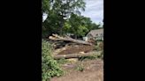 ‘Very upset’: 75-year-old oak tree cut down in Prairie Village despite public outcry