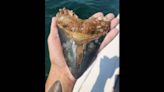 ‘Treasure hunter’ unearths two massive megalodon teeth in Florida — in just one day