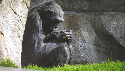 El triste duelo de una chimpancé en el Bioparc de Valencia: lleva meses con su cría muerta en brazos