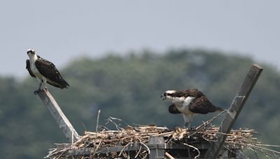 Bald eagles, osprey could be removed from NJ endangered species list as population soars