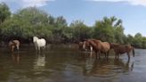 Salt River Wild Horse group urges floaters to be cautious while on the river around the animals