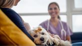 4 Things Your Pet Insurance May Not Cover