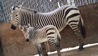 Disney’s Animal Kingdom Lodge welcomes baby zebra