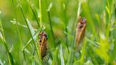 The Great Cicada Co-Emergence, Explained