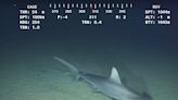 Hammerhead sharks 'hold their breath' when deep diving up to 2,500 feet to avoid freezing to death