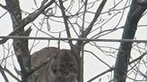 West Bridgewater cop spots bobcat in tree. What was it doing here? Are they dangerous?