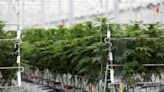 Cannabis: ‘The U.S. is a $100 billion opportunity,’ Tilray CEO says