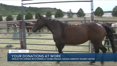 Generous Denver7 viewers donate $11,000 towards veterinary care for 80 neglected horses