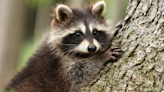 Rescued Baby Raccoon Gets Case of the Hiccups and Total Cuteness Ensues