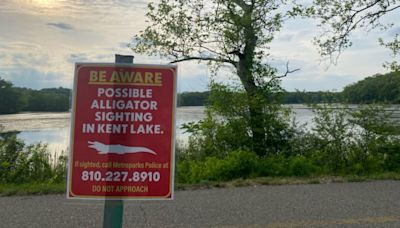 Alligator may be in Oakland County lake: What we know