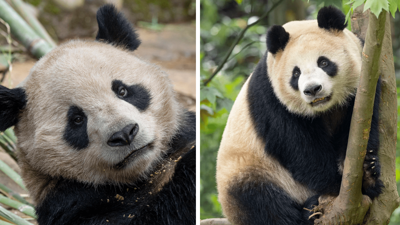 Newsom proclaims ‘California Panda Day’ in honor of debut at San Diego Zoo