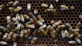 Comunidades apicultoras denuncian nueva intoxicación masiva de abejas en Campeche