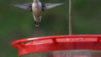 Soon, ruby-throated hummingbirds — one at a time — will head south for the winter