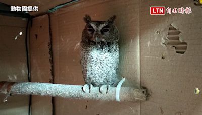 受傷領角鴞幼鳥呆萌融化人心 壽山動物園︰勿撿拾飼養（動物園提供） - 自由電子報影音頻道