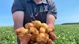 Eyes on the fries: Alberta snatches potato crown from P.E.I.