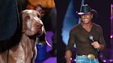 Tim McGraw’s Floppy-Eared Dog Won Best of Breed at the Westminster Dog Show