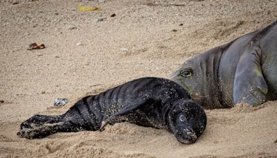 Newest addition to Oahu’s monk seal family has been named!