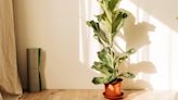 Buy a Fiddle Leaf Fig Tree for ONLY $39 With Amazon's Huge Sale on Plants