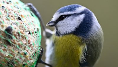 Umweltschützer rufen ab Donnerstag wieder zu Zählung von Gartenvögeln auf