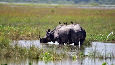 6 Rhinos Among 137 Animals Dead In Kaziranga National Park Amid Assam Floods