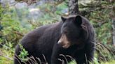 Injured bear not located following attack on man near Summerland