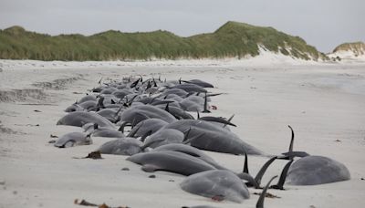 Fears orcas may have caused stranding that left 77 pilot whales dead