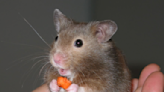 How do hamsters fit so much into their cheek pouches?