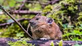 Cascades pikas see ‘strong comeback’ from 2017 Eagle Creek Fire