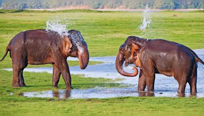 Sri Lanka: What is ‘The Gathering’ at Minneriya National Park all about?