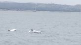 白海豚保育現今數量約50隻 環團憂汙染離岸風電威脅生存