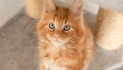Maine Coon Kitten's Classic Orange Cat Behavior Is Cracking People Up