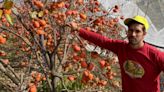 Climate change, soil conservation: why Himachal apple farmers shifting to other crops