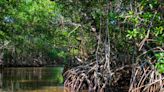 Couple dedicates over a decade of service to restoring critical mangrove populations: ‘It is so important that we continue with our efforts’