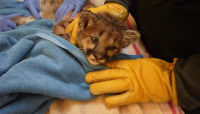 Orphaned mountain lion cub brought to Oakland Zoo