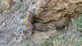 Caminaba por un sendero peligroso de la montaña hasta que se topó con un par de ojos que pedían ayuda: “Estaba demasiado débil para caminar”