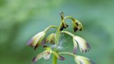 Nature: Puttyroot orchid can grow stalks up to 2 feet high, bedecked with colorful flowers