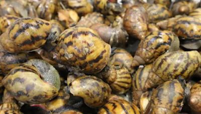 90 giant African snails ‘intercepted’ at Detroit Metropolitan Airport | CNN