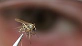 West Nile virus detected in Waterloo mosquitoes