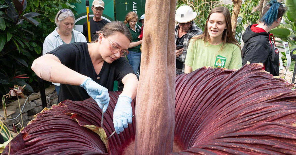 Corpse flower blooms in Colorado, putting out an impressive stink