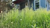 Kalamazoo lawns allowed to grow long for ‘No Mow May’ — with some conditions